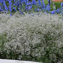 Attēlu rezultāti vaicājumam “Gypsophila paniculata flower”