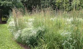 Attēlu rezultāti vaicājumam “Stemonitopsis gracilis young”