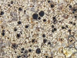 Attēlu rezultāti vaicājumam “Cliostomum corrugatum”