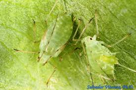 Attēlu rezultāti vaicājumam “Sternorrhyncha”