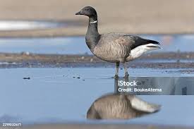 Attēlu rezultāti vaicājumam “Branta bernicla adult”