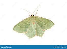 Attēlu rezultāti vaicājumam “Hemithea aestivaria”