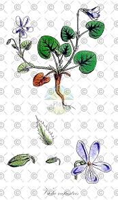 Attēlu rezultāti vaicājumam “Viola rupestris flower”