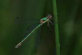 Attēlu rezultāti vaicājumam “Lestes dryas female”