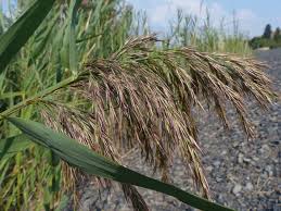 Attēlu rezultāti vaicājumam “Phragmites communis”