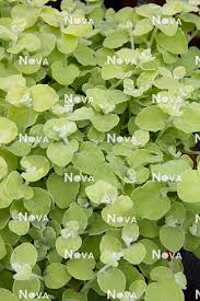 Image result for Helichrysum subulifolium