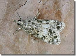 Attēlu rezultāti vaicājumam “Eudonia lacustrata”