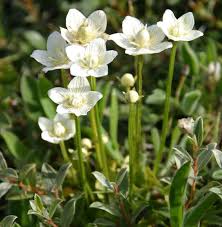 Attēlu rezultāti vaicājumam “Parnassia palustris fruit”