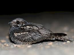 Attēlu rezultāti vaicājumam “Caprimulgus europaeus”