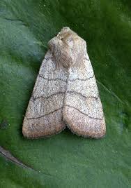 Attēlu rezultāti vaicājumam “Charanyca trigrammica”