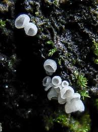 Attēlu rezultāti vaicājumam “Rimbachia neckerae”