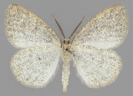 Attēlu rezultāti vaicājumam “Cabera exanthemata male”