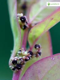 Attēlu rezultāti vaicājumam “Chenopodium polyspermum fruit”