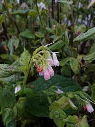 Attēlu rezultāti vaicājumam “Galium album leaf”