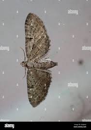 Attēlu rezultāti vaicājumam “Eupithecia pusillata”