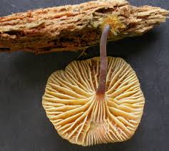 Attēlu rezultāti vaicājumam “Xeromphalina campanella”