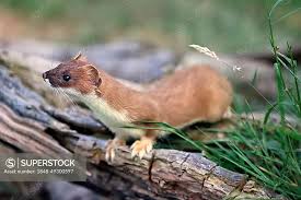 Attēlu rezultāti vaicājumam “Mustela erminea adult”