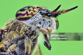 Attēlu rezultāti vaicājumam “Haematopota sp.”