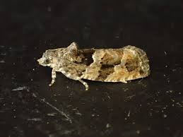 Attēlu rezultāti vaicājumam “Eudemis porphyrana”