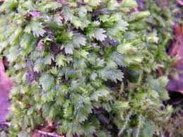 Attēlu rezultāti vaicājumam “Fissidens gracilifolius”