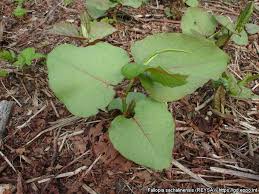 Attēlu rezultāti vaicājumam “Reynoutria sachalinensis leaf”