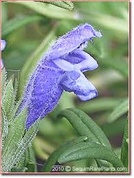 Attēlu rezultāti vaicājumam “Dracocephalum ruyschiana leaf”