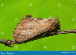 Attēlu rezultāti vaicājumam “Ptilodon capucina imago”