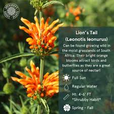 Attēlu rezultāti vaicājumam “Leonurus quinquelobatus flower”