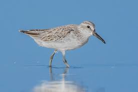 Attēlu rezultāti vaicājumam “Calidris falcinellus adult”