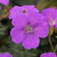 Attēlu rezultāti vaicājumam “Geranium sanguineum”