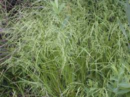 Attēlu rezultāti vaicājumam “Glyceria striata fruit”