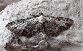 Attēlu rezultāti vaicājumam “Eupithecia succenturiata”