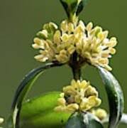 Attēlu rezultāti vaicājumam “Buxus sempervirens flower”