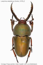 Attēlu rezultāti vaicājumam “Lucanidae”