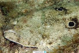 Image result for Paralichthys lethostigma