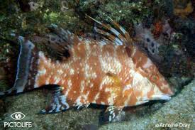 Image result for Lachnolaimus maximus