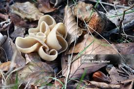 Attēlu rezultāti vaicājumam “Otidea onotica”