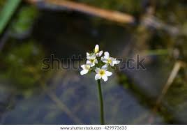 Attēlu rezultāti vaicājumam “Hottonia palustris leaf”