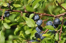 Attēlu rezultāti vaicājumam “Prunus domestica subsp. insitita”