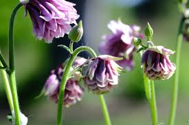 Image result for Aquilegia vulgaris `Nora Barlow`