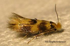 Attēlu rezultāti vaicājumam “Bucculatricidae”