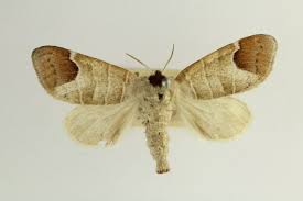 Attēlu rezultāti vaicājumam “Clostera curtula”