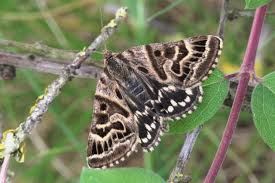 Attēlu rezultāti vaicājumam “Callistege mi”