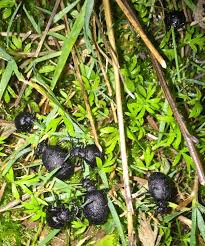 Attēlu rezultāti vaicājumam “Cystiphora sanguinea larva”
