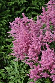 Attēlu rezultāti vaicājumam “Astilbe chinensis leaf”