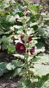 Image result for Alcea rosea nigra