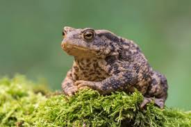 Attēlu rezultāti vaicājumam “Bufo bufo”