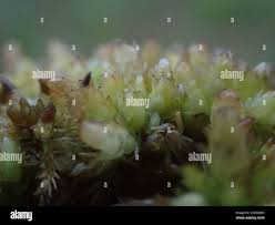 Attēlu rezultāti vaicājumam “Sphagnum compactum”