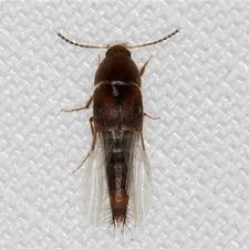 Attēlu rezultāti vaicājumam “Sepedophilus sp.”