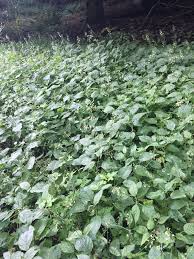 Attēlu rezultāti vaicājumam “Circaea lutetiana”